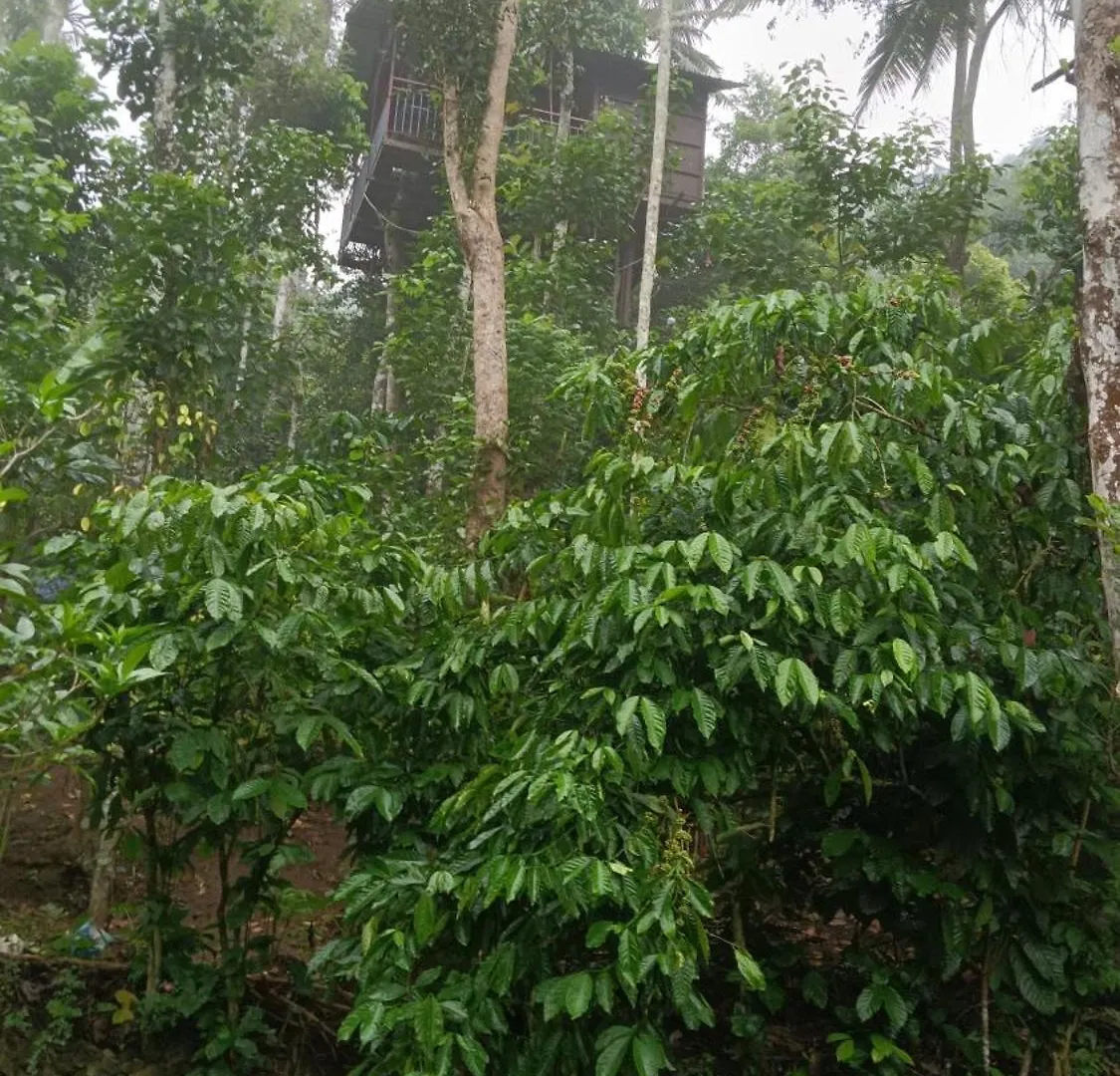 The Wayside Cottage Munnar India